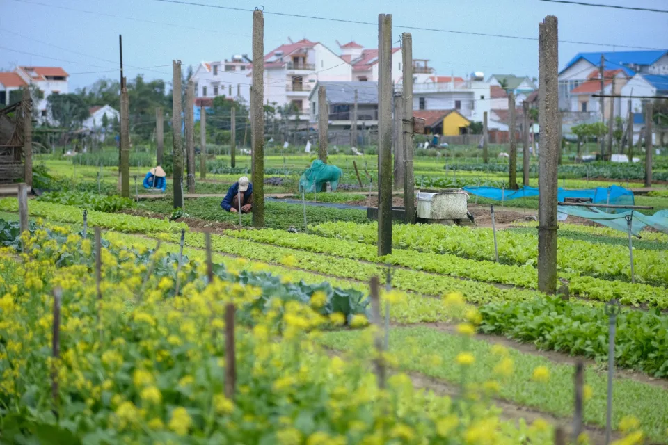 Vườn rau của Đặng Hữu Đông